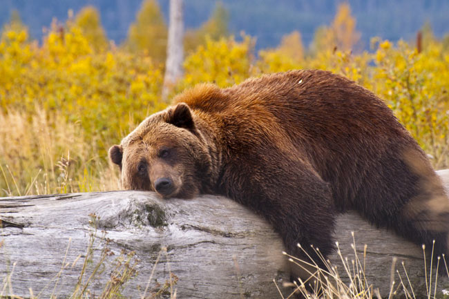 Alaska Cruises and Cruise Tours
